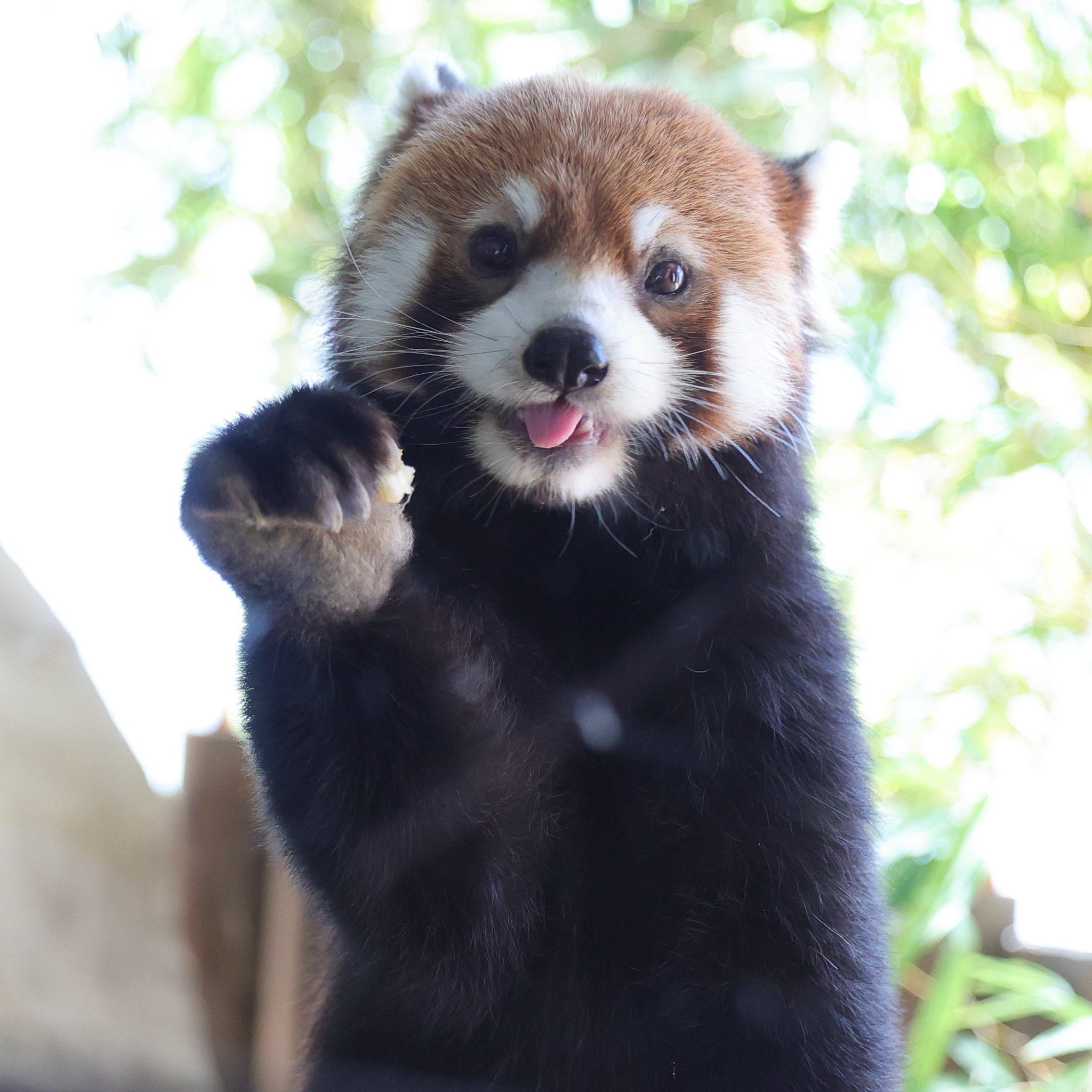 レッサーパンダ 碧 on X: 