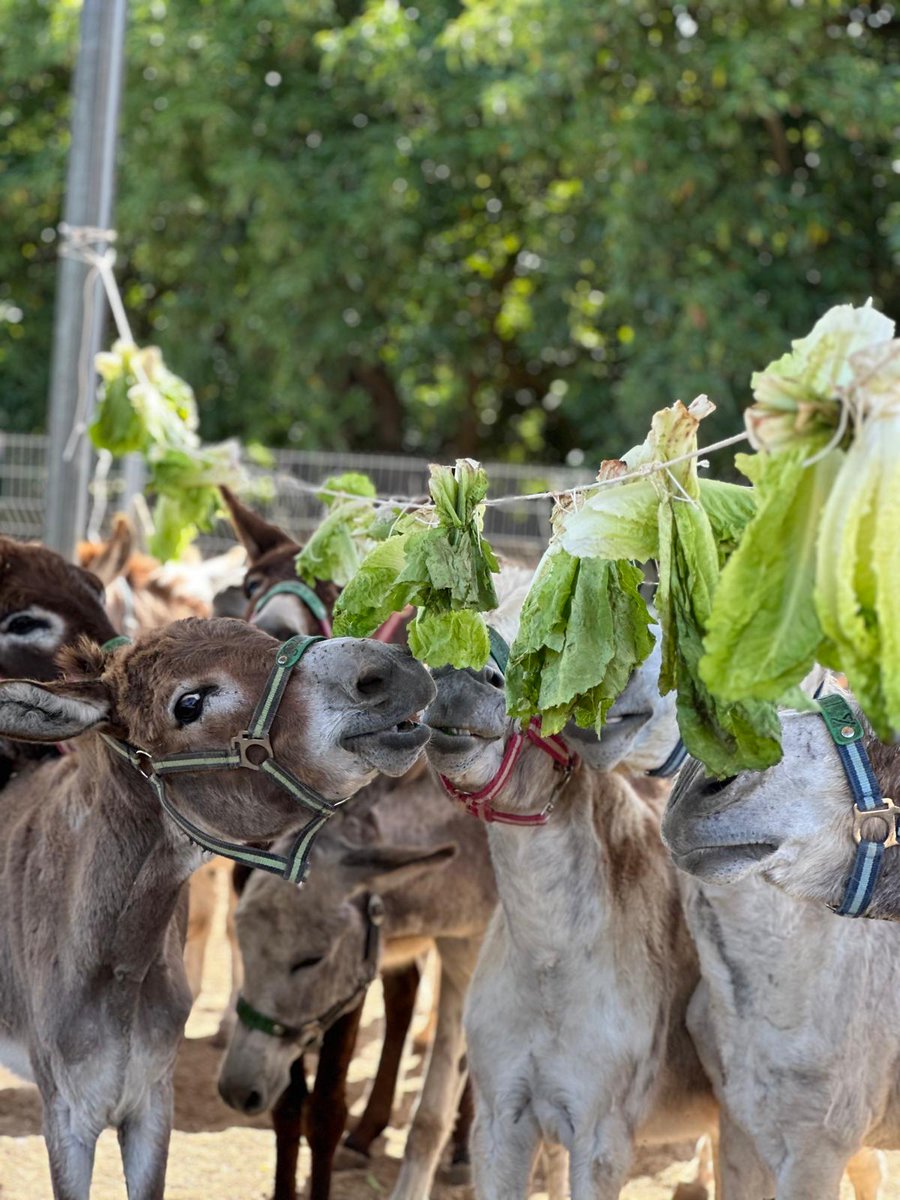 safehaven4donks's tweet image. Today is National Ice Cream Day so we hope you're partaking! Our donkeys love a treat but ice cream is off the menu for them so they are enjoying some juicy lettuce instead 😁