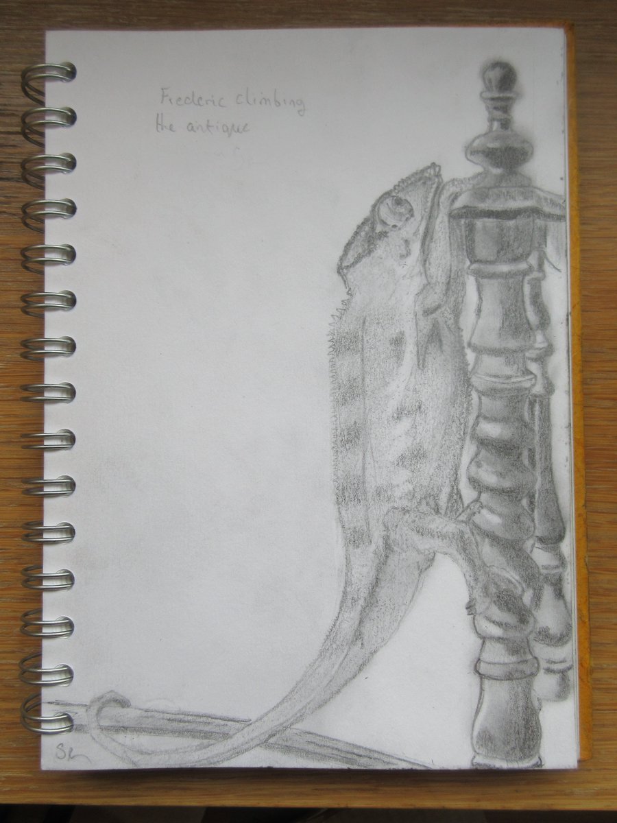 Sam_Redlark's tweet image. When I have filled this sketchbook, I will seek out some videos on how to draw. At the moment, these sketches of my chameleons are pure expressions of love and grief. I don’t want to be thinking about technique.
