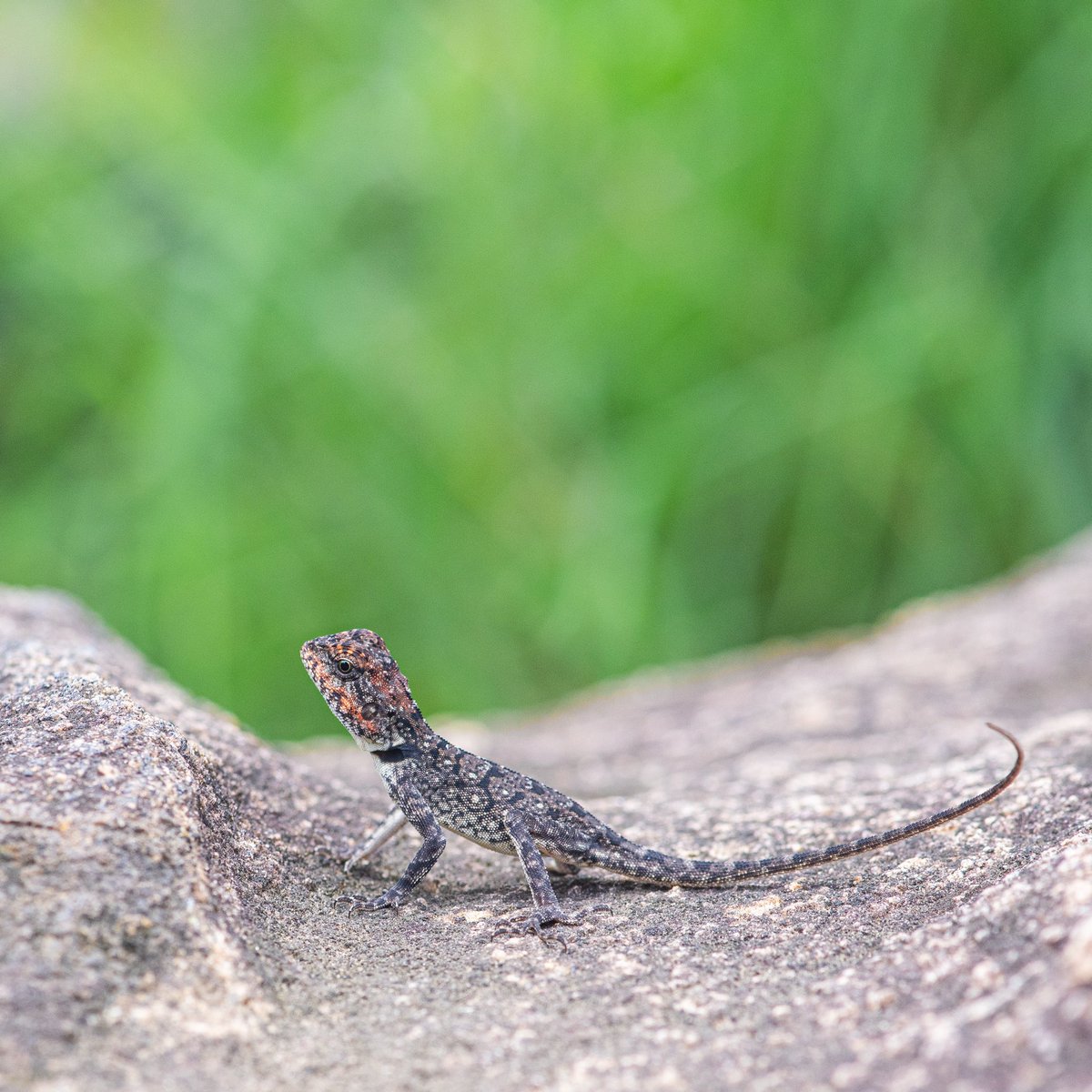 Roux's Forest Lizard.

I found this along the edge of a Western Ghat forest. It was very well camouflaged, as if a piece of rock had started to move.

Do pinch the image to zoom in and view its beautiful skin patterns.