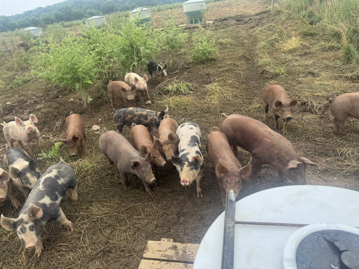 GGunthorp's tweet image. Youngest group of market hogs impacting pasture after the rain yesterday. 300+ hogs for three days.
They’ll move on, it’ll get rest, and it’ll be hardly noticeable. Now if we left them here for any length of time we could reenact the Apollo landing.