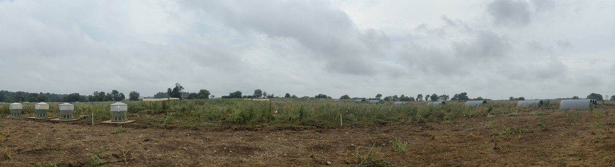 GGunthorp's tweet image. Youngest group of market hogs impacting pasture after the rain yesterday. 300+ hogs for three days.
They’ll move on, it’ll get rest, and it’ll be hardly noticeable. Now if we left them here for any length of time we could reenact the Apollo landing.