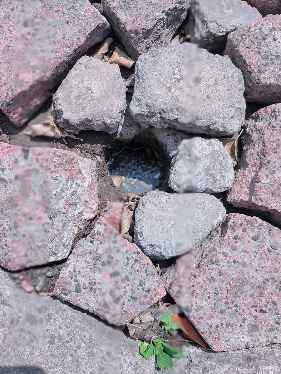 El drenaje en mal estado de la calle CAMINO DE LA PROSPERIDAD (no bienestar) es debido a la negligencia de la alcaldía Gustavo A. Madero, Cd Mx, las aguas negras ya penetraron a los domicilios y están a punto de desbordarse. Este es un YO ACUSO a la <a href="/Tu/">superstar</a> Alcaldía Gustavo A. Madero