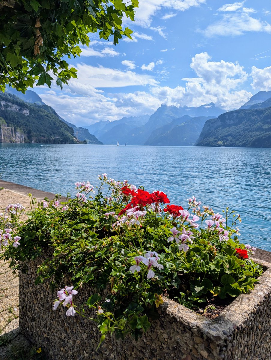 HikingSchweiz's tweet image. A walk along the waterfront in Brunnen, Switzerland 🇨🇭. The flowers plus the views are not too shabby 😉