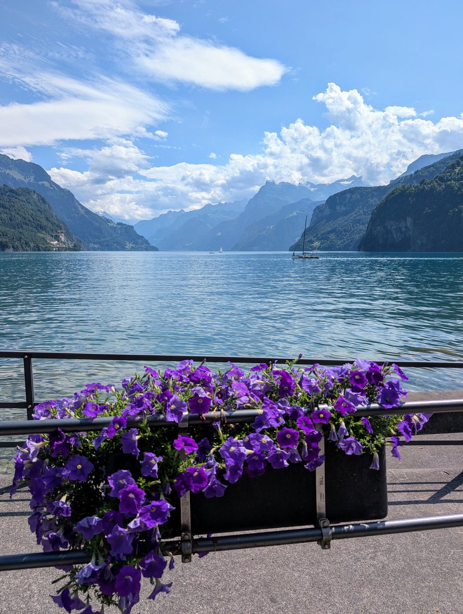 HikingSchweiz's tweet image. A walk along the waterfront in Brunnen, Switzerland 🇨🇭. The flowers plus the views are not too shabby 😉