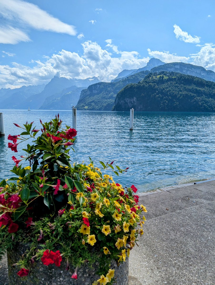 HikingSchweiz's tweet image. A walk along the waterfront in Brunnen, Switzerland 🇨🇭. The flowers plus the views are not too shabby 😉
