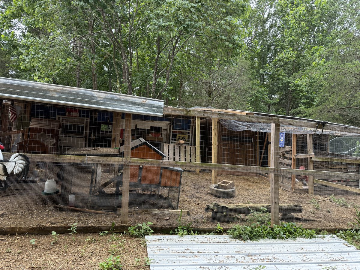 BuckHillsFarm's tweet image. We are putting up more roofing over the chicken pen today. Started cutting the chicken wire, which means it must happen.. forcing a deadline upon ourselves😂