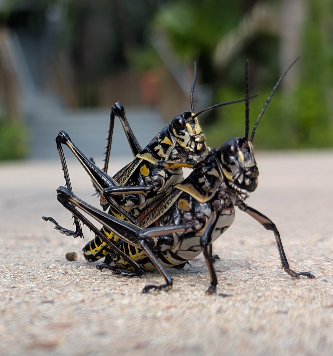coffeewifme's tweet image. These things are huge! They demanded a fee just to get a picture. I gladly paid because their 1000 relatives were watching. Time to leave Louisiana before they eat my mufalatta.