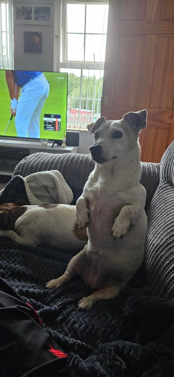 Alright dad, any chance you could put my dinner out instead of sitting all day watching that golf