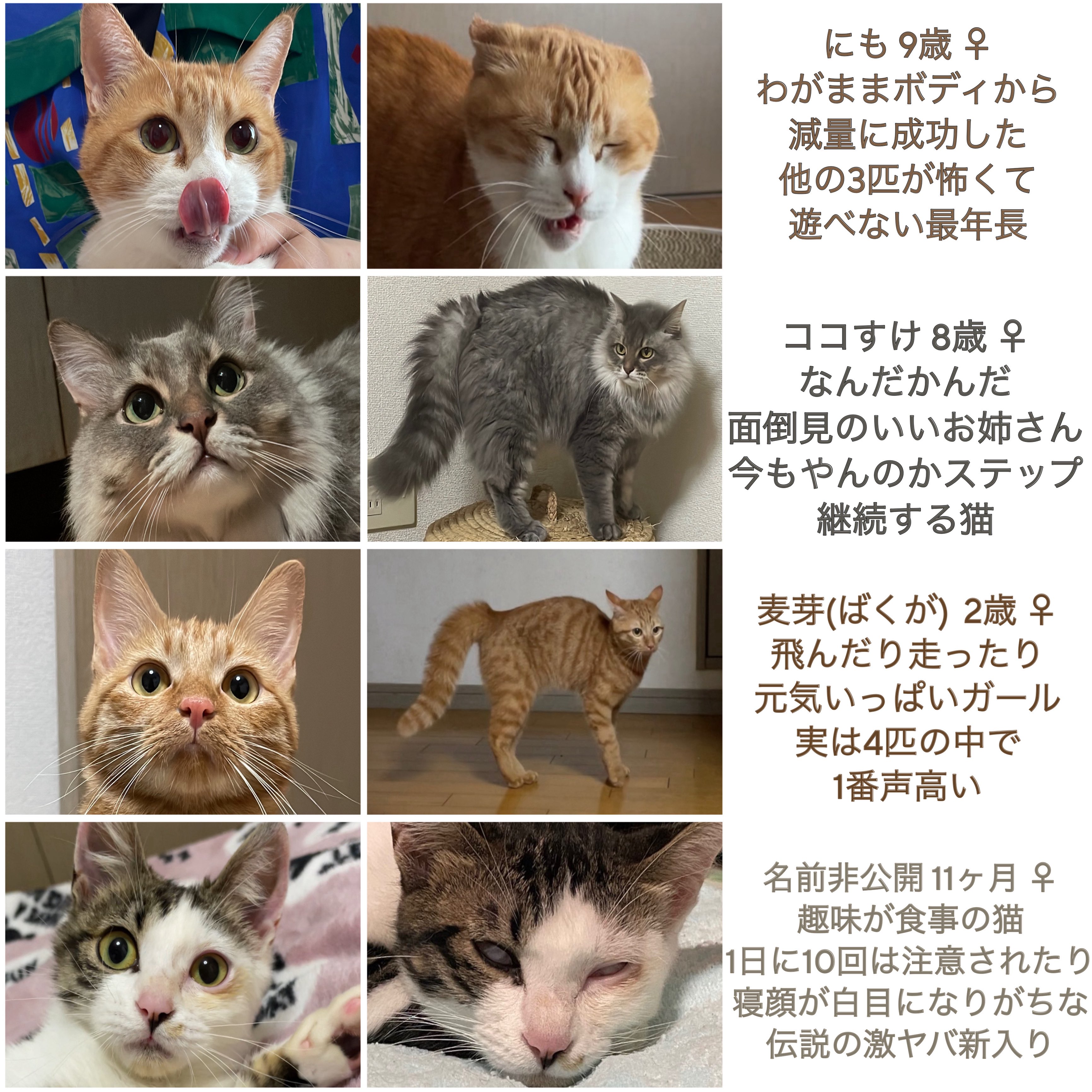 ねこねこ様ご確認用です(^-^) ねこねこGOGO様確認用