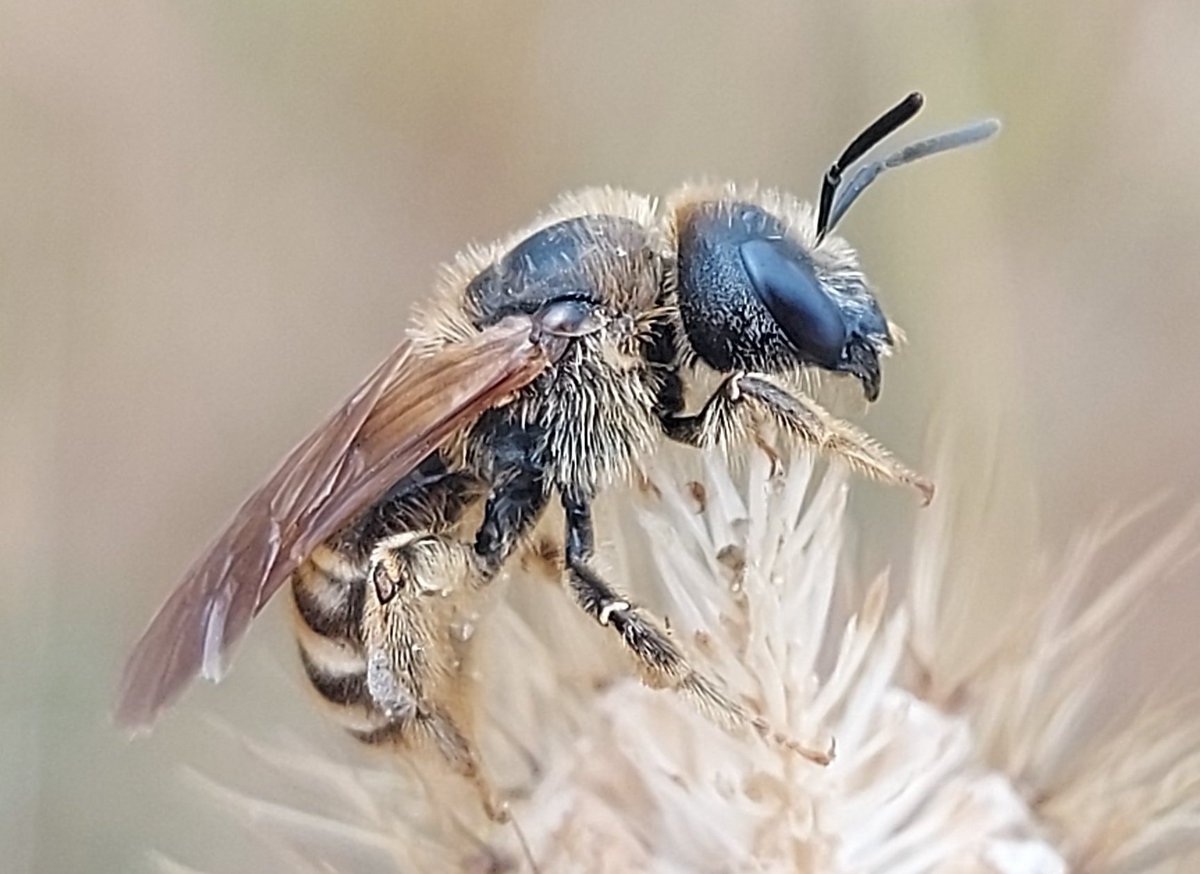 Pajarines1's tweet image. Una ABEJA que se dejó hacer unas fotos hace unos días 🐝