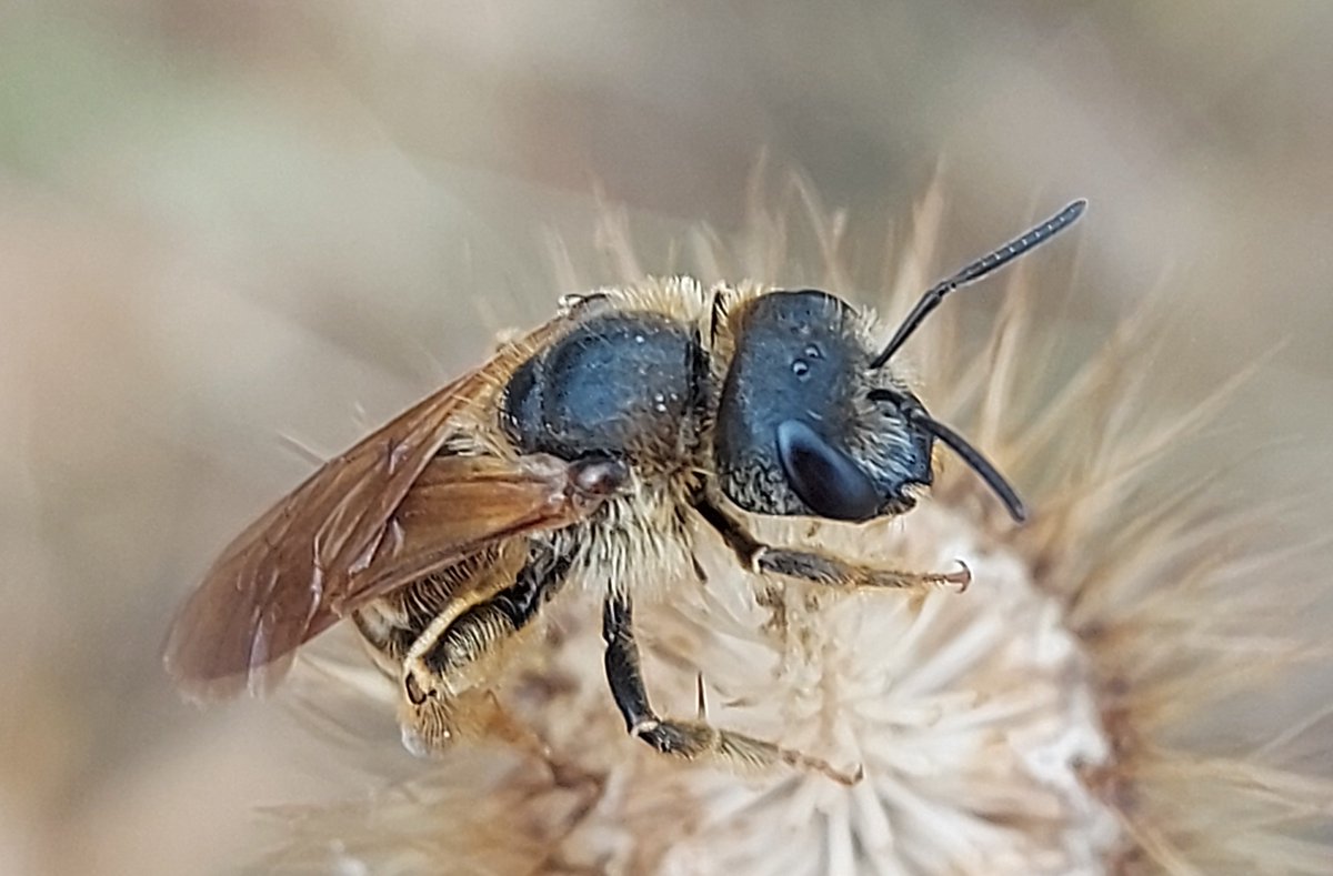Pajarines1's tweet image. Una ABEJA que se dejó hacer unas fotos hace unos días 🐝