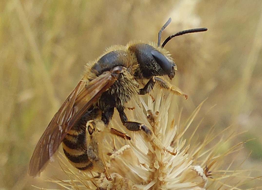 Pajarines1's tweet image. Una ABEJA que se dejó hacer unas fotos hace unos días 🐝