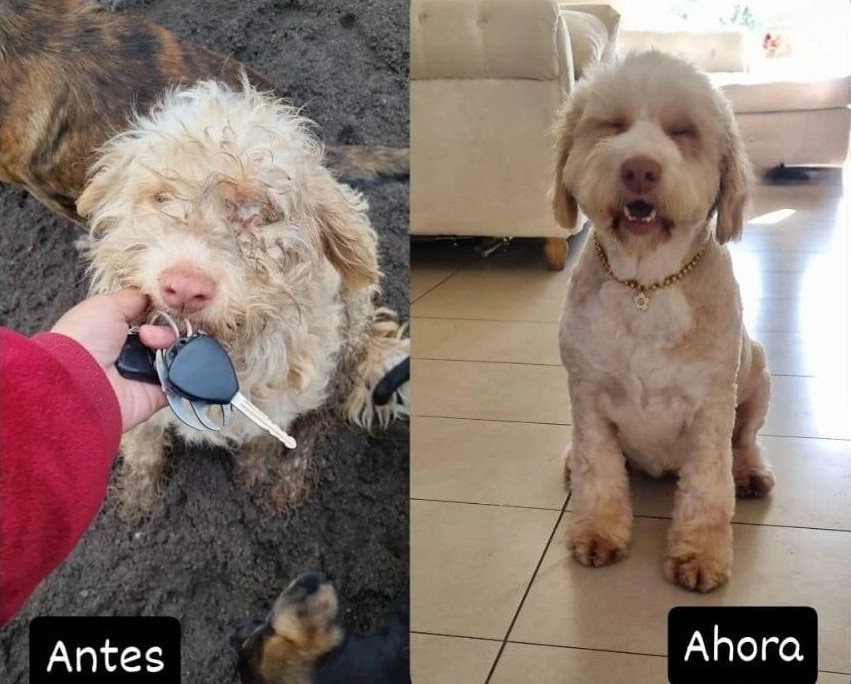 eltuitdemarsh's tweet image. Princesa, de entre uno a dos años, en adopción. Se encuentra esterilizada, vacunada y desparasitada. Se porta muy bien. Es muy obediente, tranquila y le encanta salir a pasear y jugar con otros perritos. Si deseas darle un hogar, comunícate al +56990775206. Favor RT!
#PuenteAlto