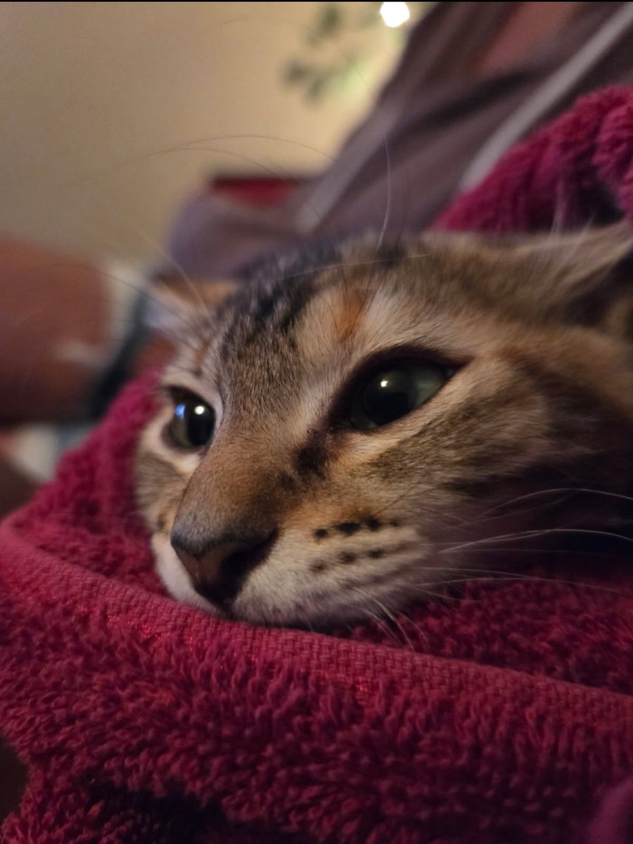 We caught Londyn. We had to use a towel so she wouldn't scratch us. She's so adorable. Her heart was beating so fast at 1st. She started to purrrr. This lil rescue will ❤️ us sooner or later.