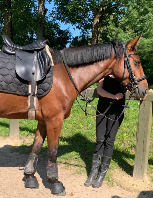 2x schlesisches Warmblut