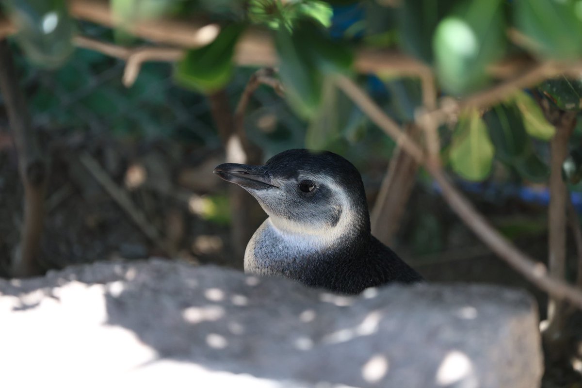 pengento42532's tweet image. 開館時間が9時から18時までだったのでみっちりペンギン堪能しちゃいました🐧
#うみがたり