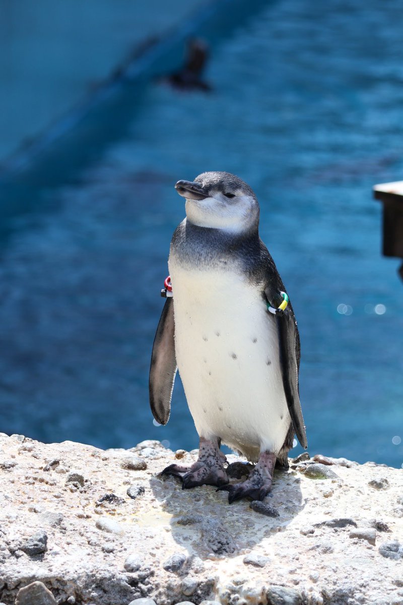 pengento42532's tweet image. 開館時間が9時から18時までだったのでみっちりペンギン堪能しちゃいました🐧
#うみがたり
