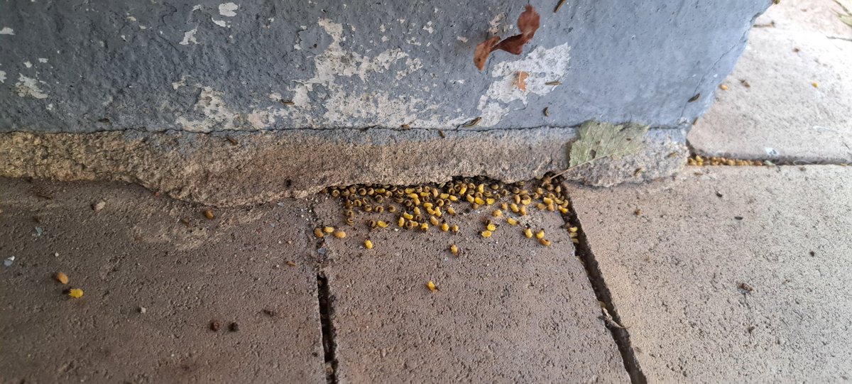 manueldufe's tweet photo. @AytoLeganes @LeganesActivo @leganes Calle Núñez de Balboa con evidente plaga de gusanos en los árboles. Por favor, hagan algo ya, creo que ya llevamos solicitando solución mucho tiempo sin respuesta. https://t.co/g5WWcqjRwB
