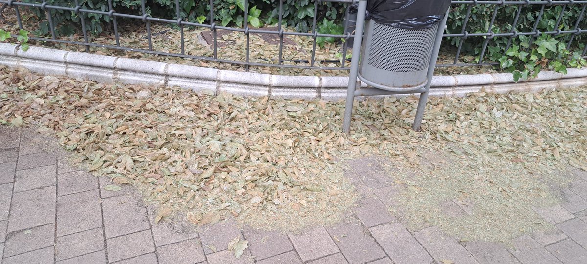 manueldufe's tweet photo. @AytoLeganes @LeganesActivo @leganes Calle Núñez de Balboa con evidente plaga de gusanos en los árboles. Por favor, hagan algo ya, creo que ya llevamos solicitando solución mucho tiempo sin respuesta. https://t.co/g5WWcqjRwB