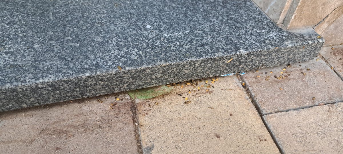 manueldufe's tweet photo. @AytoLeganes @LeganesActivo @leganes Calle Núñez de Balboa con evidente plaga de gusanos en los árboles. Por favor, hagan algo ya, creo que ya llevamos solicitando solución mucho tiempo sin respuesta. https://t.co/g5WWcqjRwB