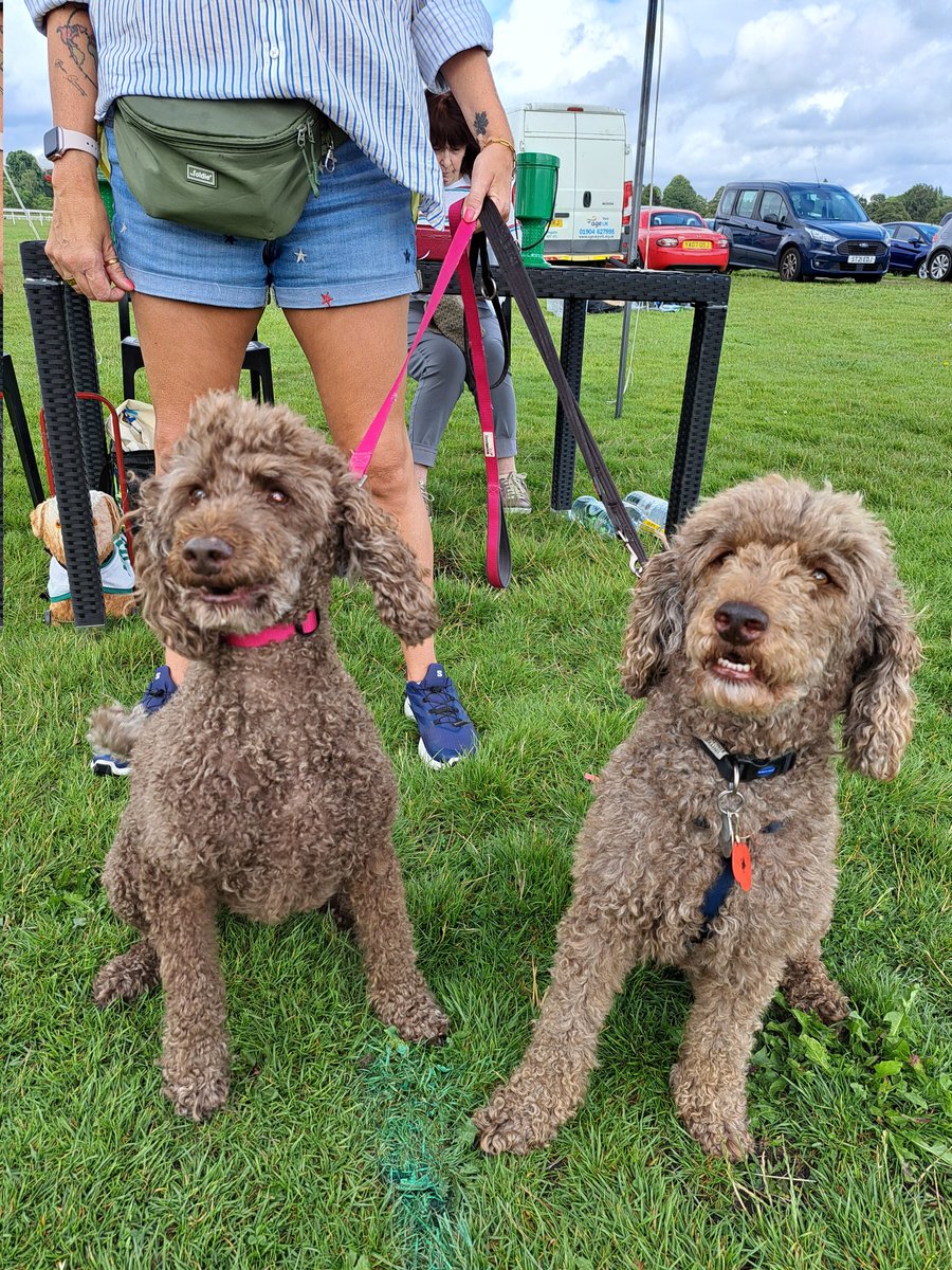 yorkshirejune's tweet image. What were these two  thinking when @HearingDogs Ambassador Pasha met  lookalike minature poodle Jodi ( Joni ?) @age_uk annual &quot;Keep Your Pet &quot;walk on York Knavesmire.

@joncowap