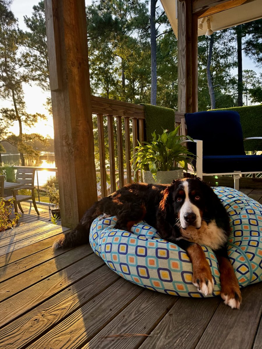 Our old girl, Scarlet, soaking up the early morning rays on the boat beanbag.  Dog life on the creek is good.  #bernesemountaindogs #berners
