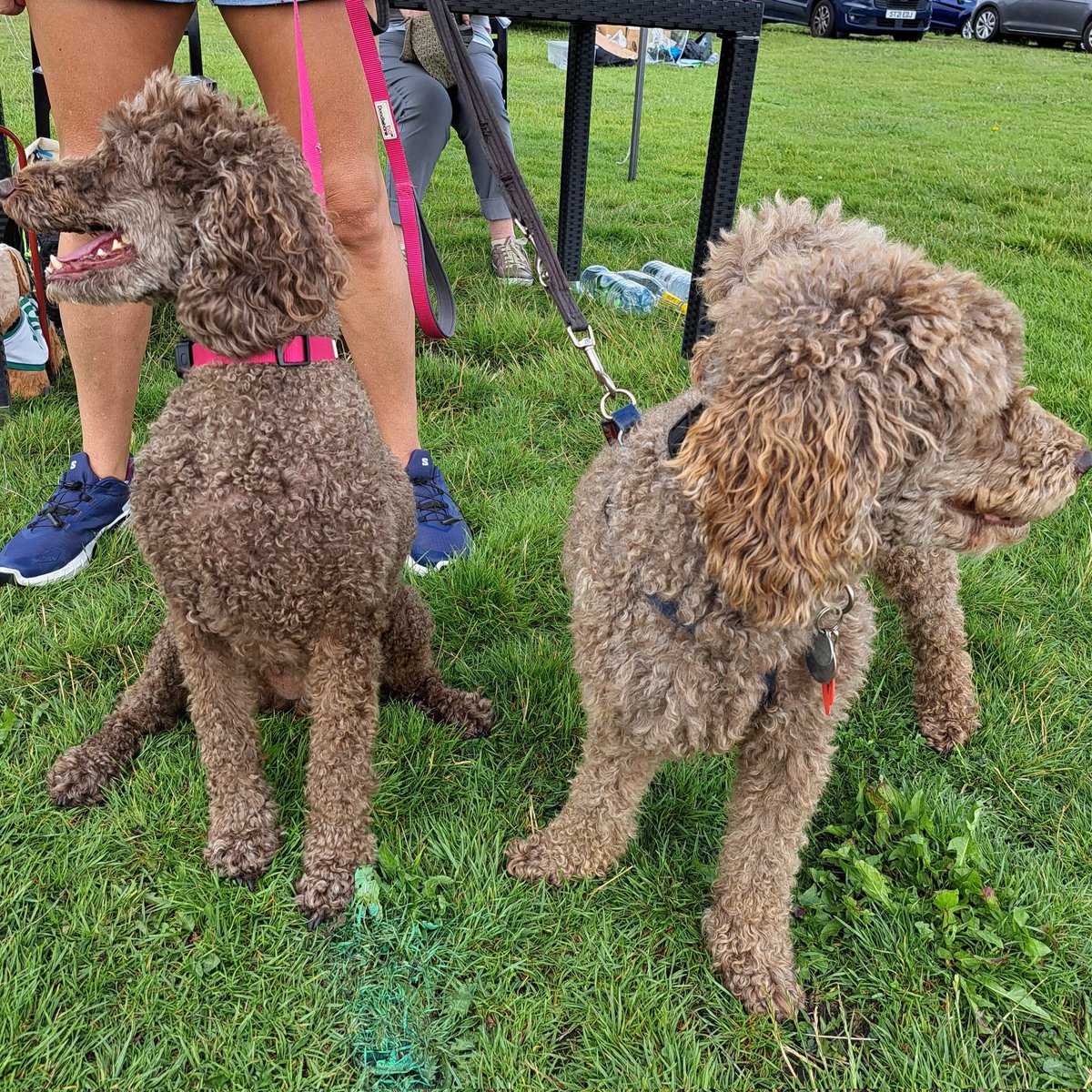 yorkshirejune's tweet image. What were these two  thinking when @HearingDogs Ambassador Pasha met  lookalike minature poodle Jodi ( Joni ?) @age_uk annual &quot;Keep Your Pet &quot;walk on York Knavesmire.

@joncowap