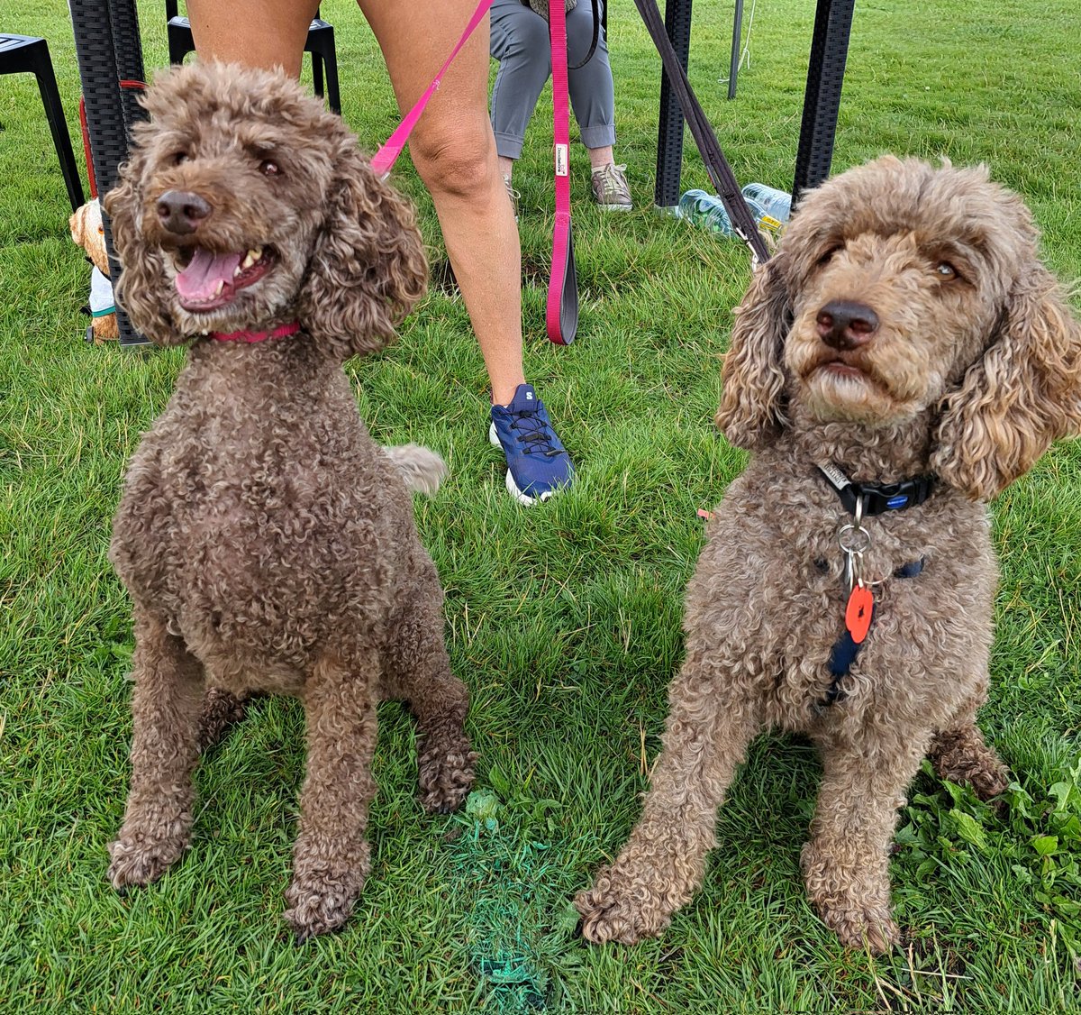 yorkshirejune's tweet image. What were these two  thinking when @HearingDogs Ambassador Pasha met  lookalike minature poodle Jodi ( Joni ?) @age_uk annual &quot;Keep Your Pet &quot;walk on York Knavesmire.

@joncowap