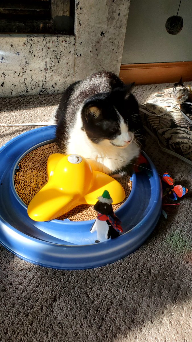 Mom moved my toys to vacuum 😾 #Lucy #catboxsunday