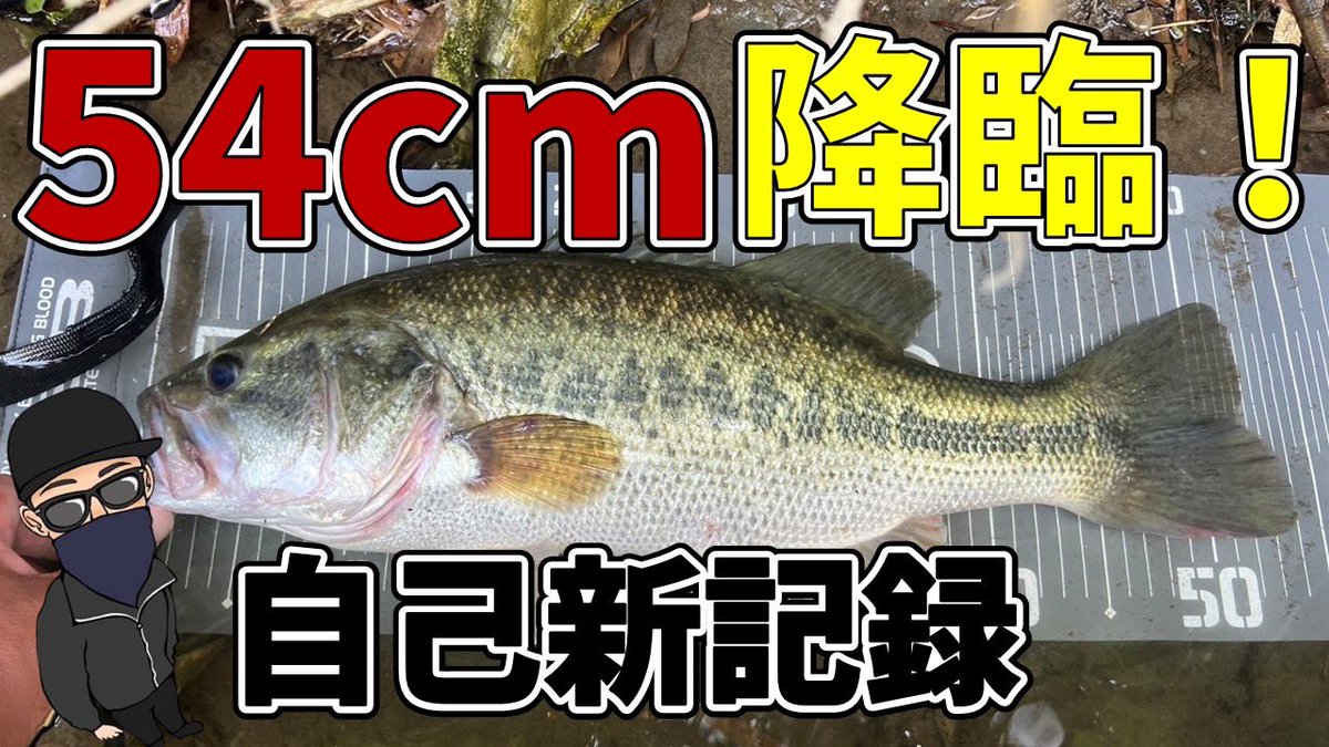 hiramebass's tweet photo. おいっす〜👍
YouTubeやまっチャンネル最新動画🎥
アップしたので、是非、ご視聴、チャンネル登録、チィッチキチー👍を宜しくお願い致します🤲
https://t.co/41O5PE9EVf
#バス釣り
#バス釣り好き
#やまっチャンネル https://t.co/HXfcFBzFaK