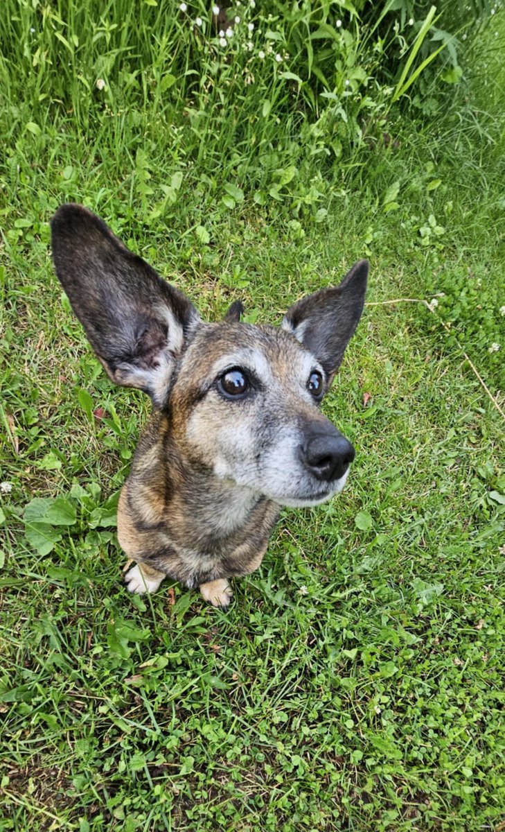 Tās ausis - Lakijs un garšīgie.