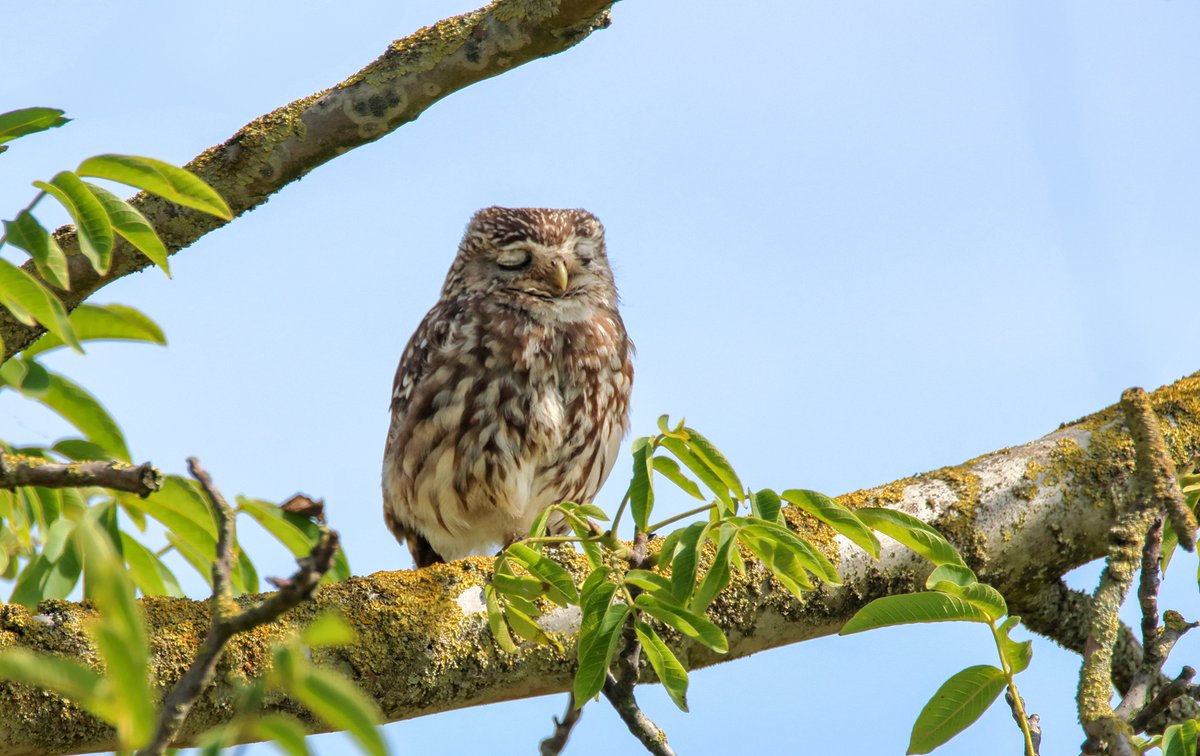 Zalig om even een dutje te doen.
#Steenuil #Roeselare