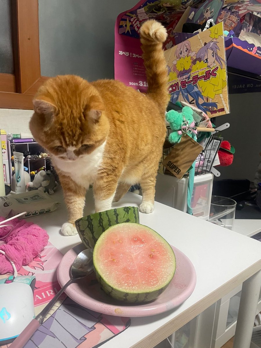 고양이는 직접 농사지은 애기 수박을 먹을 수 없습니다
(엄마 이번 수박 농사는 성공했다며...)