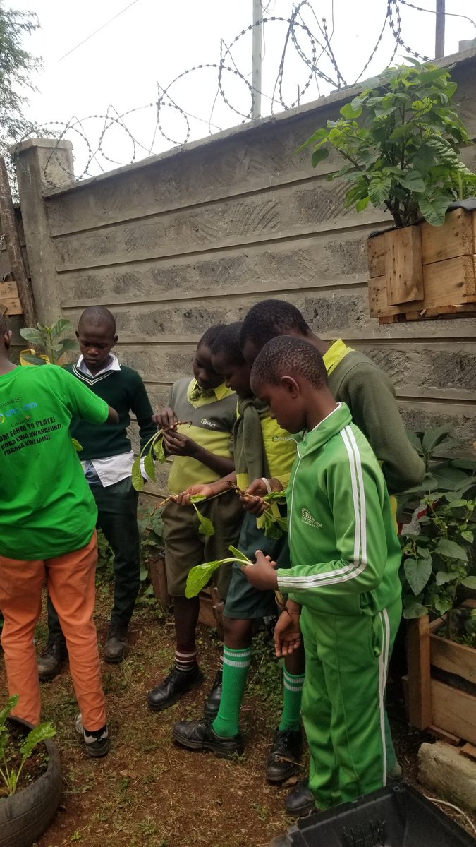 ShakurNjeru1's tweet image. Pupils, parents & teachers joined us in the garden to plan for better school food! Under the CHEeFs
We planted greens, talked soil health, & launched the Young Food Systems Champions in Mukuru.
We鈥檙e ready to scale support us!
#RightToFood #SchoolFeeding @aphrc @Zero_Hunger_Ke