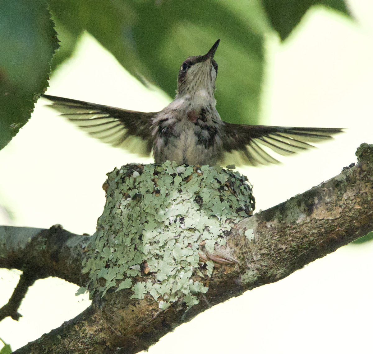 Baby hummingbird testing its wings. #CTNatureFans #birdphotography #rubythroatedhummingbird