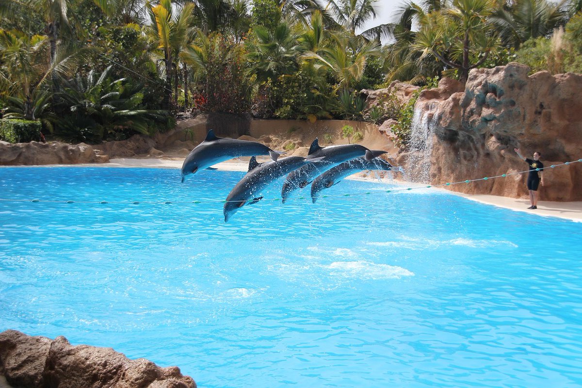 MC_org's tweet image. Keeping dolphins & orcas in captivity is inhumane and therefore it's very disappointing to learn that singer Gloria Estefan recently visited Loro Parque, Spain.
4 orcas have died at this facility since 2021, we urge you not to support this cruelty ever again. @GloriaEstefan