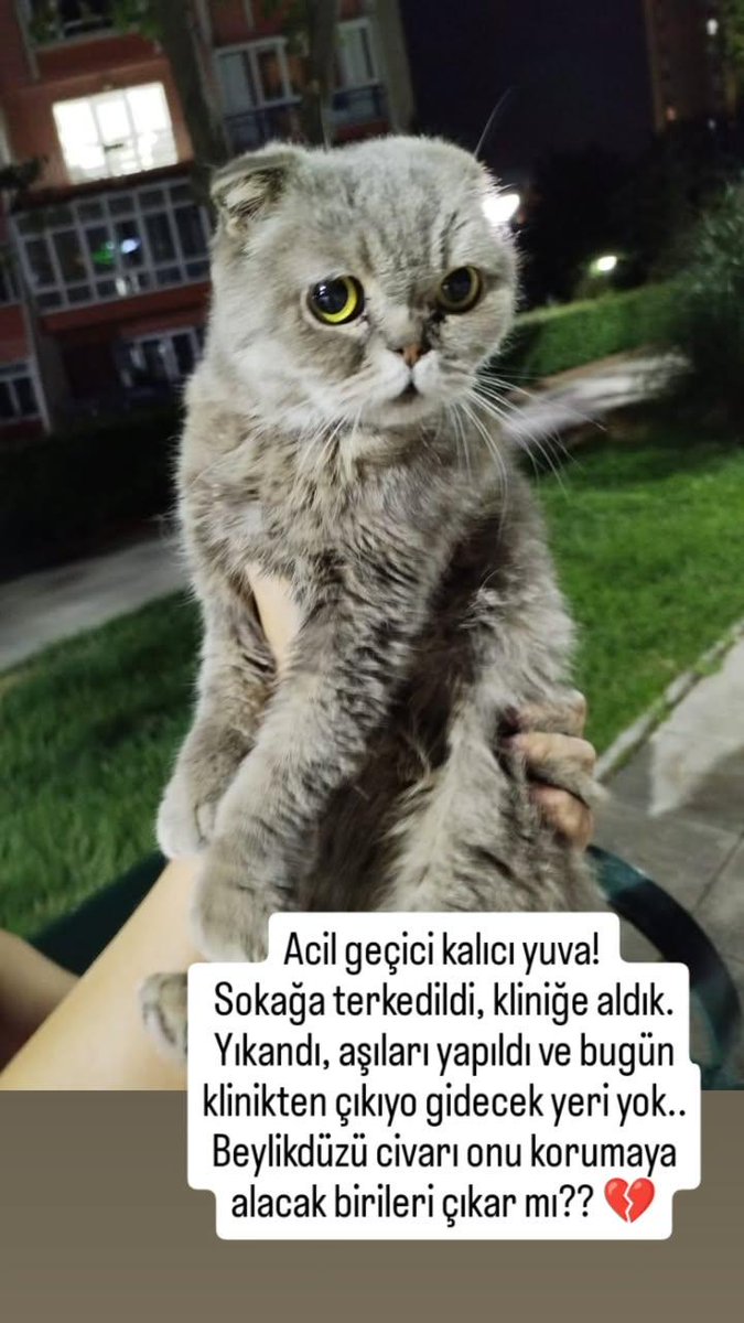 Bizim siteye terk edildi 3 gün önce, kliniğe aldık. Kısa bir tedavi sürecinden geçti. Bugün yıkandı paklandı aşıları yapıldı ama gidecek yeri yok. Koyacak bir yer bulamadım, nolur geçici/kalıcı yuva bulalım💔
İst/beylikdüzü
Bana dm'den ulaşabilirsiniz. 
Ve lütfen yayalım ilanı🥺