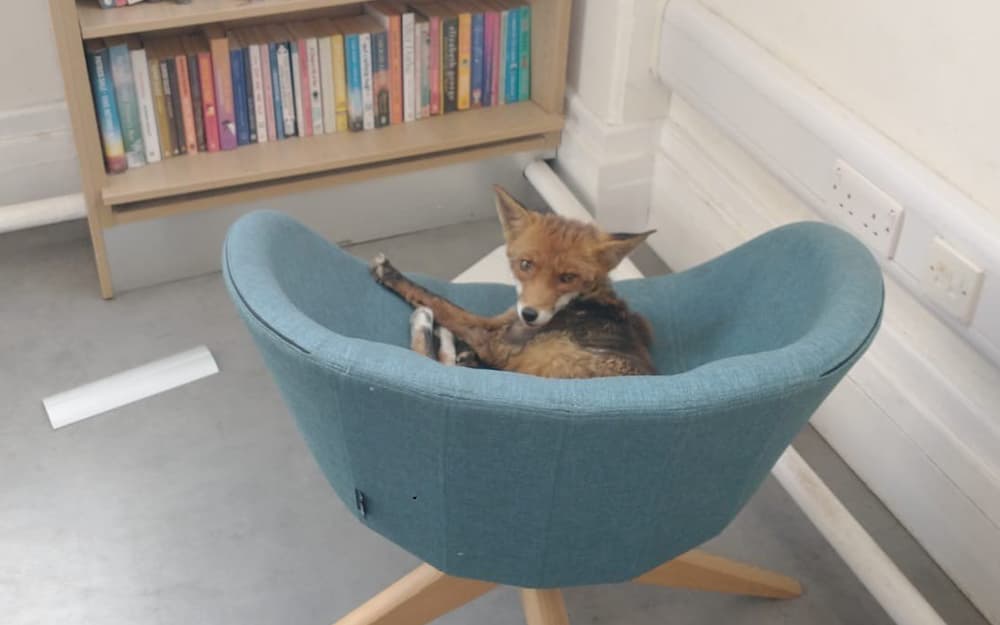 lizmcgettigan's tweet image. London library forced to briefly close after this foxy customer made itself comfortable inside!
standard.co.uk/news/london/ri…