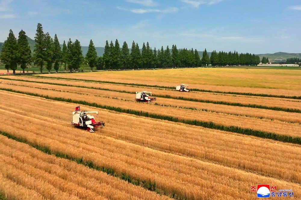 Fekerfanta's tweet image. 🇰🇵🌾 Corea del Norte ha anunciado que la cosecha de trigo y cebada de este año será más de 3 veces superior a la de 2021.
Este incremento se atribuye a los avances agrícolas impulsados en los últimos años: nuevas técnicas, más superficie sembrada y una reestructuración general.