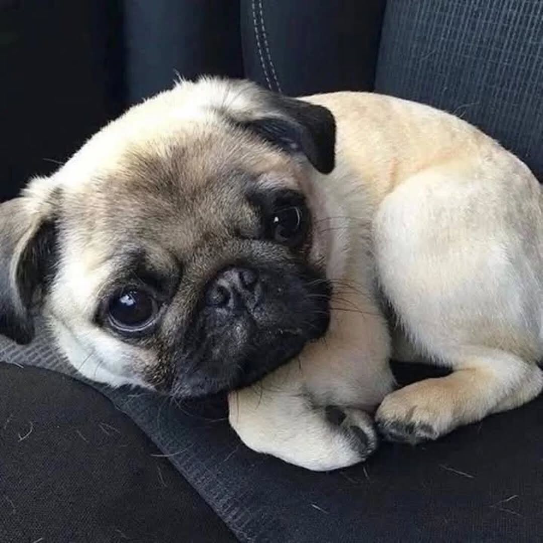 Photography.!🥰🥰
#pug #puglove #puglife 
.
From Instagram @pugdog_of_lovers