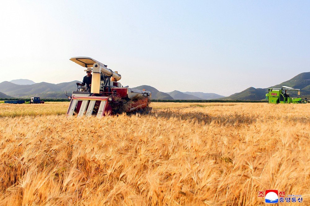 Fekerfanta's tweet image. 🇰🇵🌾 Corea del Norte ha anunciado que la cosecha de trigo y cebada de este año será más de 3 veces superior a la de 2021.
Este incremento se atribuye a los avances agrícolas impulsados en los últimos años: nuevas técnicas, más superficie sembrada y una reestructuración general.