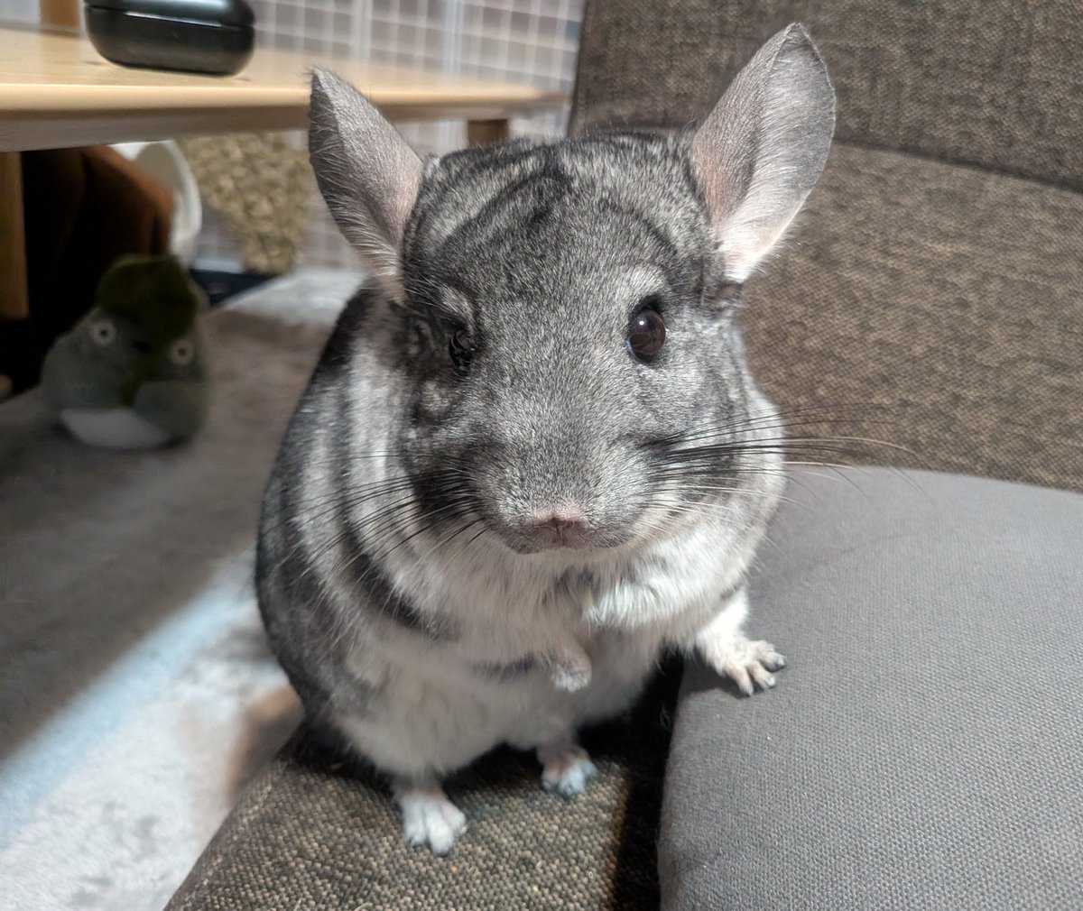 Tachikoman4's tweet image. へやんぽスタート🐭😊
#チンチラ #チンチラのいる暮らし #chinchilla