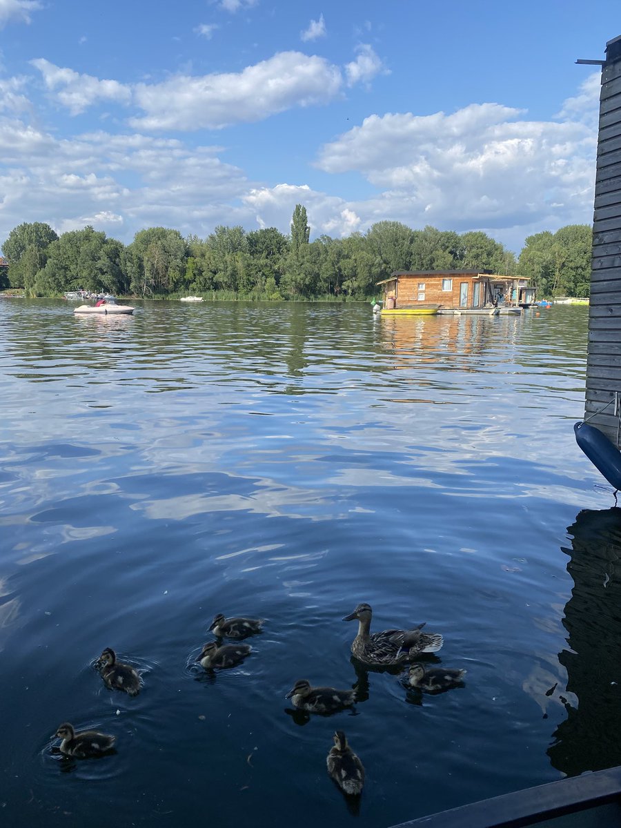 Nicolecpln's tweet image. Girl let me tell you you’re doing a great job you’re such a strong independent duck
