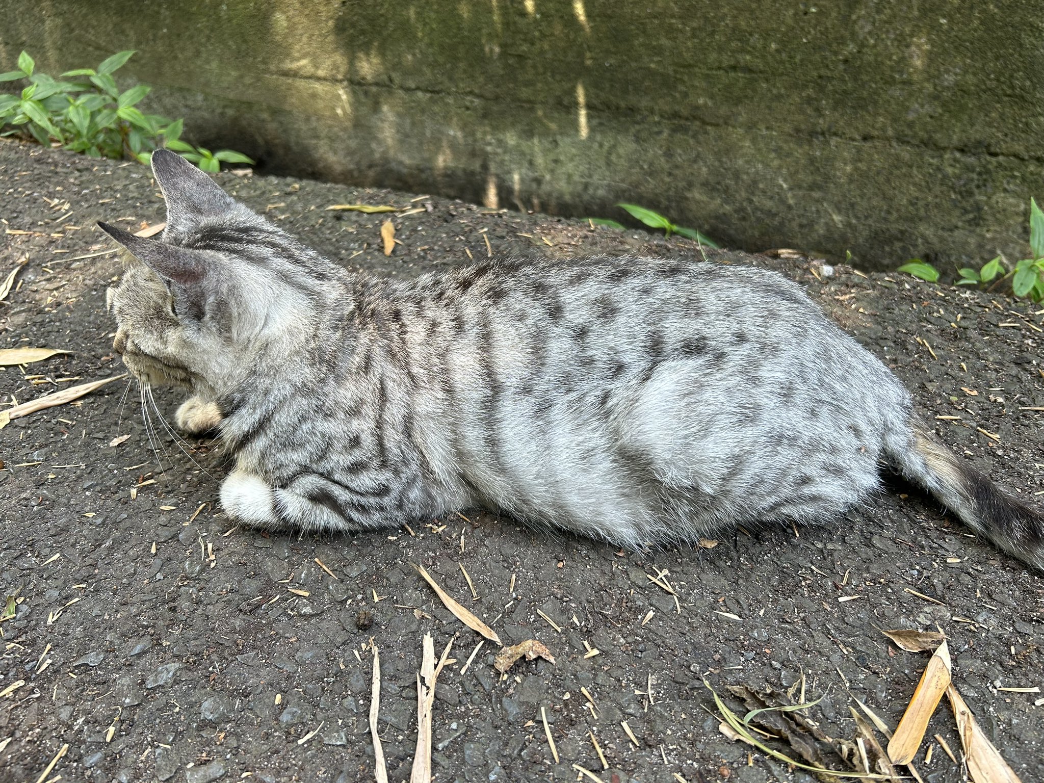 ねこ ねこ