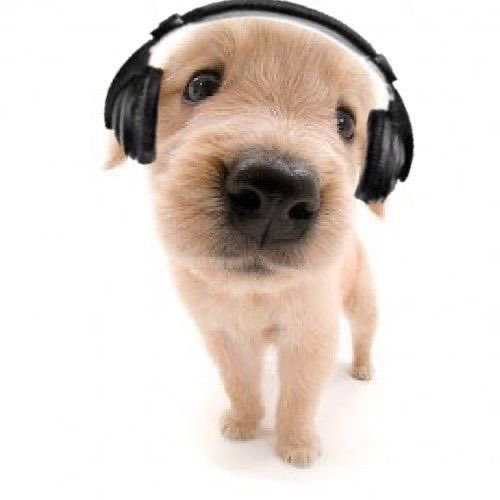 pjm_air's tweet image. puppy