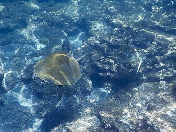 ウミガメのハイタッチ！
今日もウミガメ三昧。。2頭のウミガメのハイタッチを目撃。
#八丈島 #ウミガメ #ハイタッチ