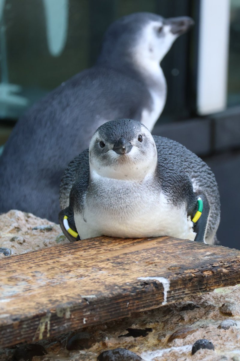 pengento42532's tweet image. 亜成鳥かわいすぎ！！
#マゼランペンギン
#うみがたり