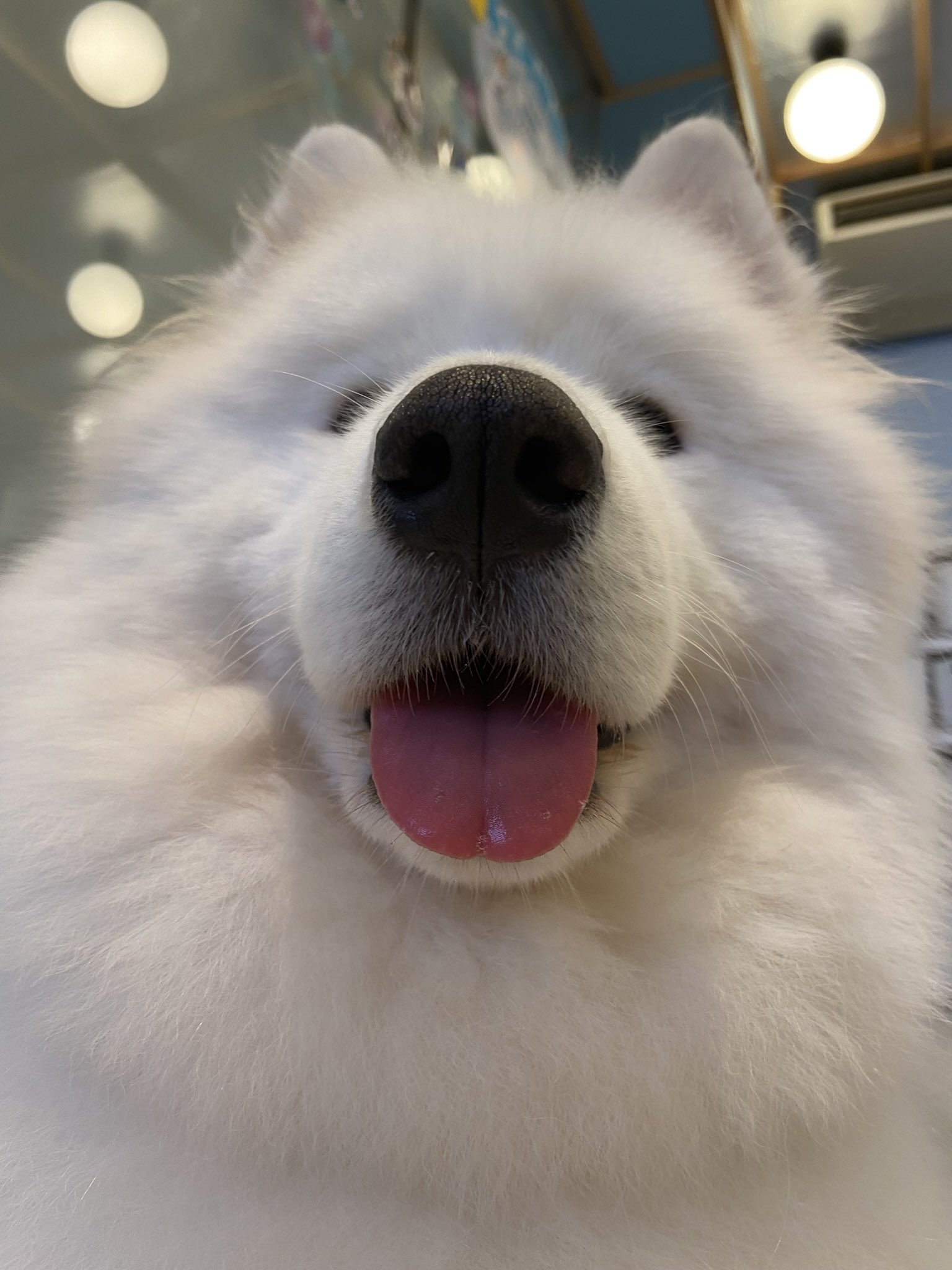samoyed サモエド　エコファーコート Samoyed Madam fur coat サモエド マダムファーコートの通販 by