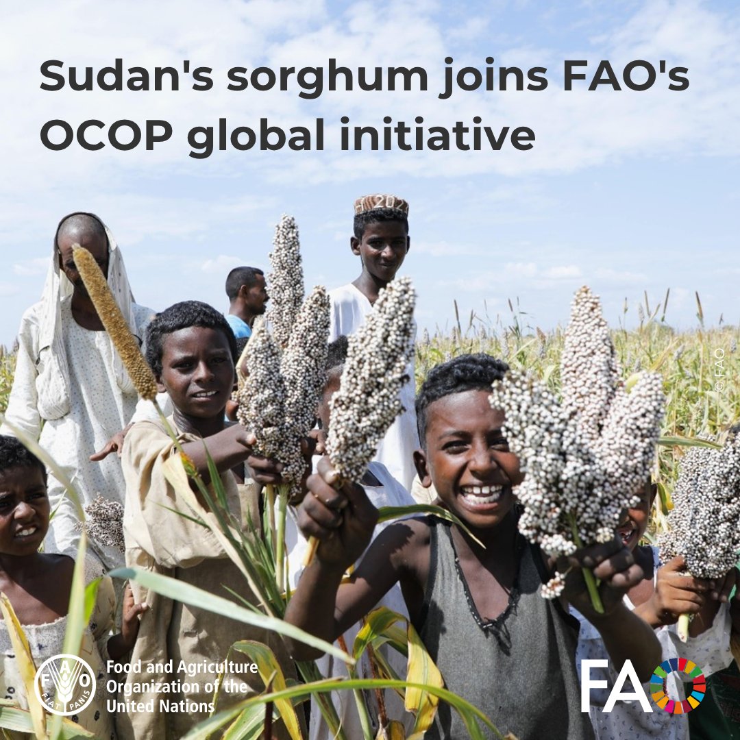 FAOinNENA_EN's tweet image. 🌾 Sudan joins @FAO’s One Country One Priority Product (#OCOP) Initiative!
With sorghum as its priority crop, Sudan moves to boost sustainable agrifood systems, improve nutrition, and enhance rural livelihoods.
Read news👉 fao.org/neareast/news/…